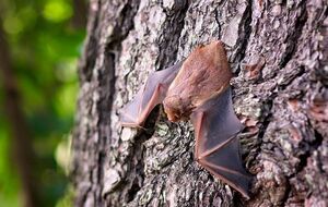 Летучих мышей в США охраняет закон