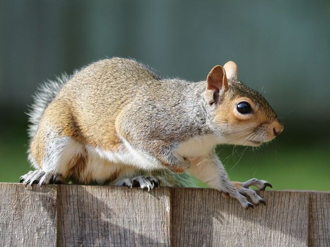 У Тернополі проводять вакцинацію тварин від сказу, щоб ліквідувати спалах інфекції