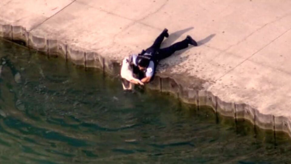 Собака не міг самостійно вибратися на берег