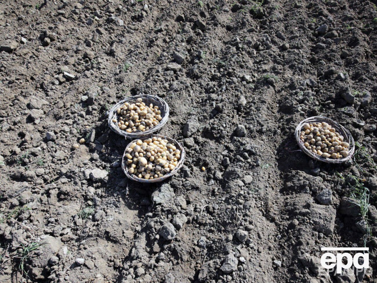 В Китае решили выяснить, взойдет ли картошка, высаженная в лунный грунт