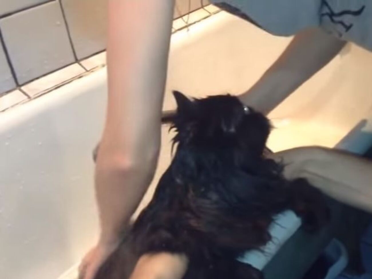 Купання балакучого кота