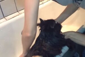 Купання балакучого кота