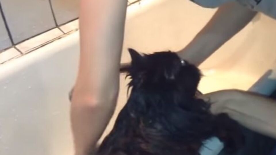 Купание говорящего кота