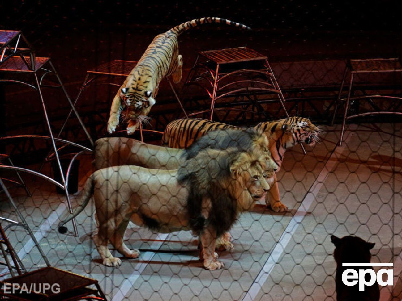 Запрет на участие в цирковых представлениях касается всех диких зверей, даже рожденных в неволе