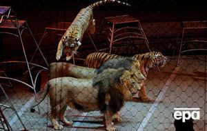 Запрет на участие в цирковых представлениях касается всех диких зверей, даже рожденных в неволе