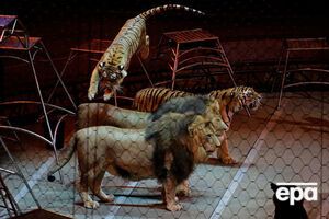 Заборона на участь у циркових виставах стосується всіх диких звірів, навіть народжених у неволі