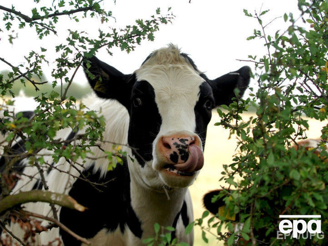 Корови напали на вченого під час прогулянки