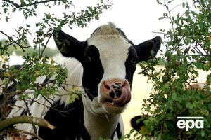 Корови напали на вченого під час прогулянки