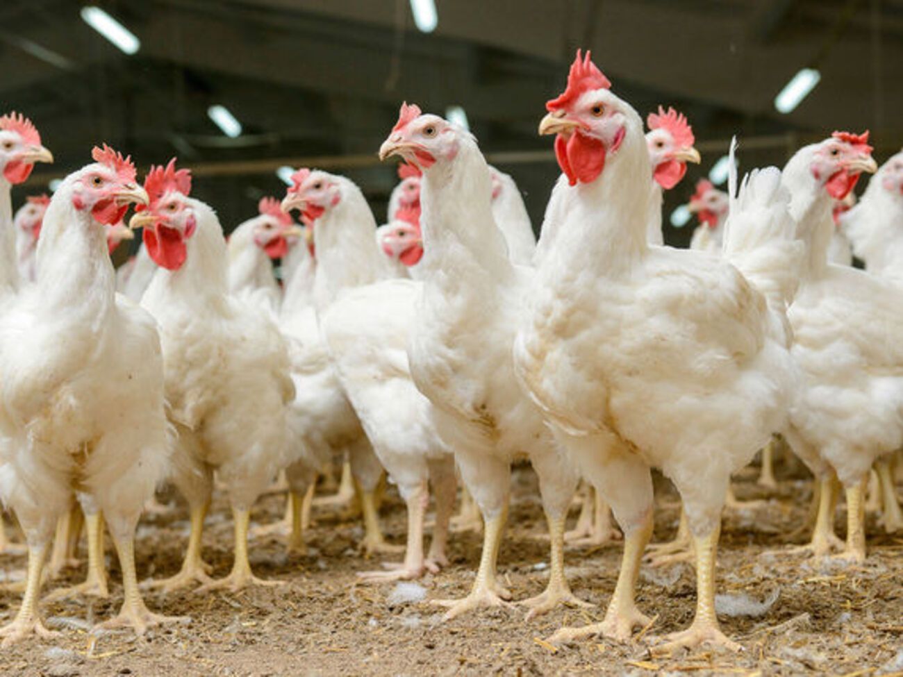 Катар знову дозволив увезення у країну української птиці