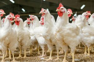 Катар знову дозволив увезення у країну української птиці