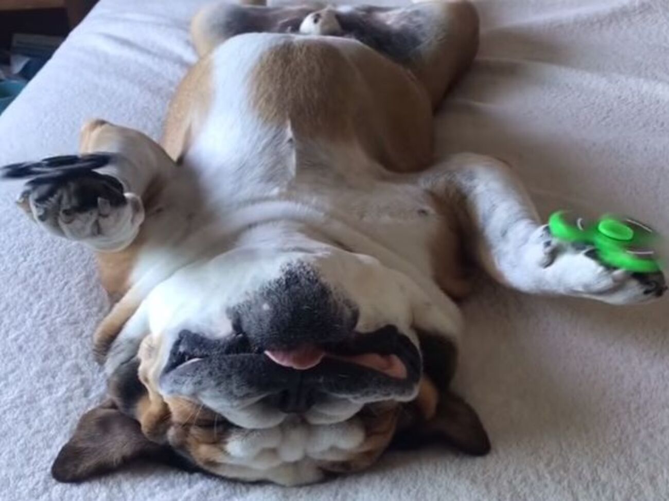 Спящий пес со спиннерами