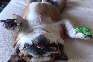 Спящий пес со спиннерами