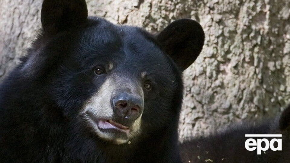 Черный медведь напал на человека на Аляске