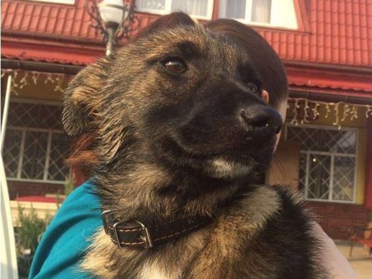 Наказание за издевательство над животными стало гораздо более суровым