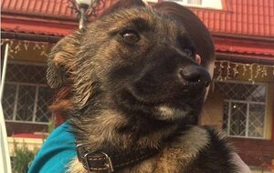 Наказание за издевательство над животными стало гораздо более суровым