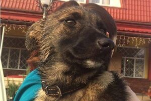 Покарання за знущання над тваринами стало значно суворішим