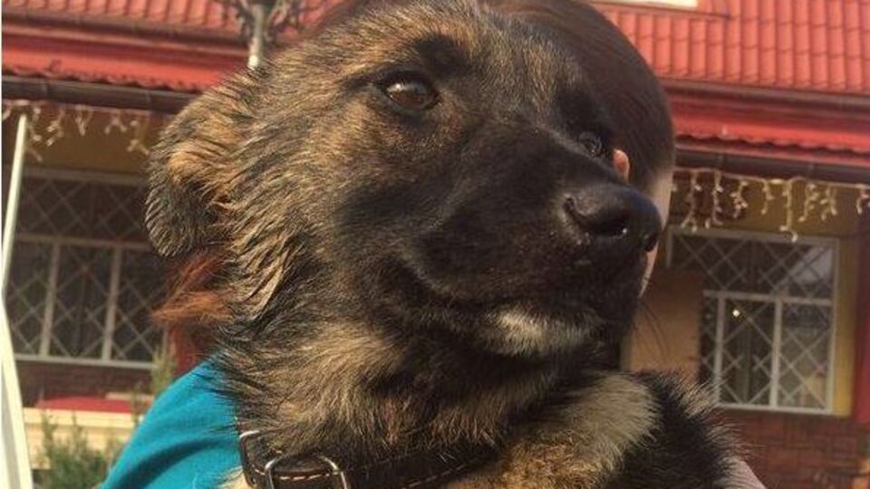 Покарання за знущання над тваринами стало значно суворішим