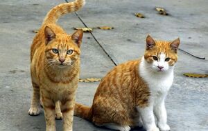 В Киеве котов признали важным элементом городской среды