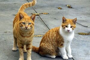 У Києві котів визнали важливим елементом міського середовища