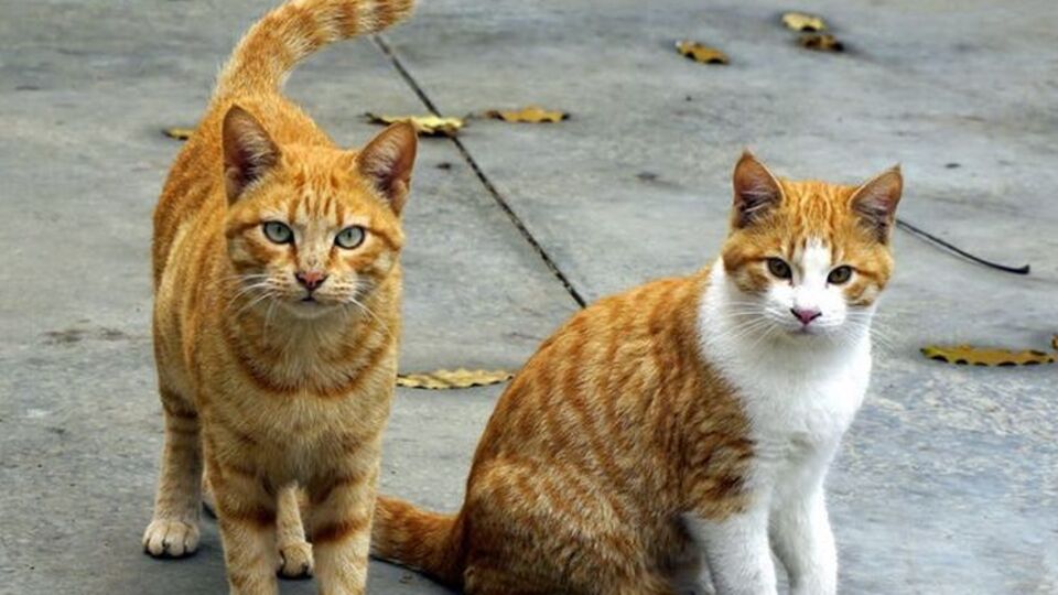 У Києві котів визнали важливим елементом міського середовища