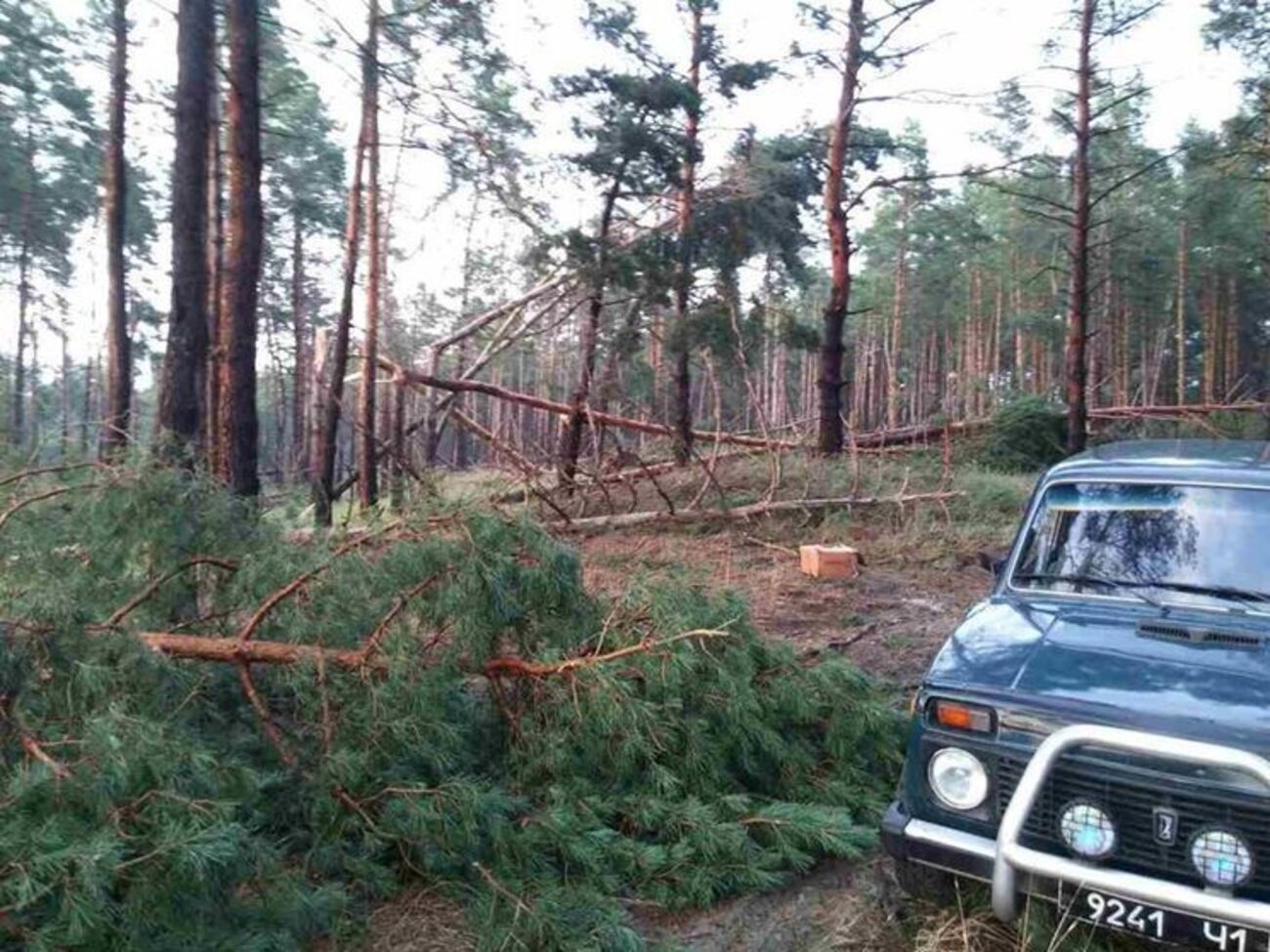 В Черкасской области из-за падения дерева погибла девушка