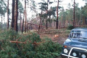 В Черкасской области из-за падения дерева погибла девушка
