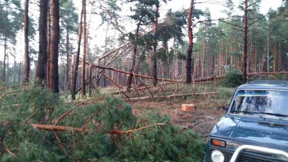 У Черкаській області через падіння дерева загинула дівчина
