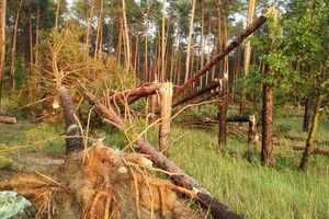 В нескольких областях ветер повалил деревья