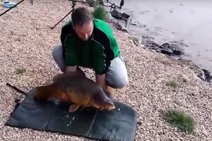 Коропу вдалося врятуватися завдяки близькості води