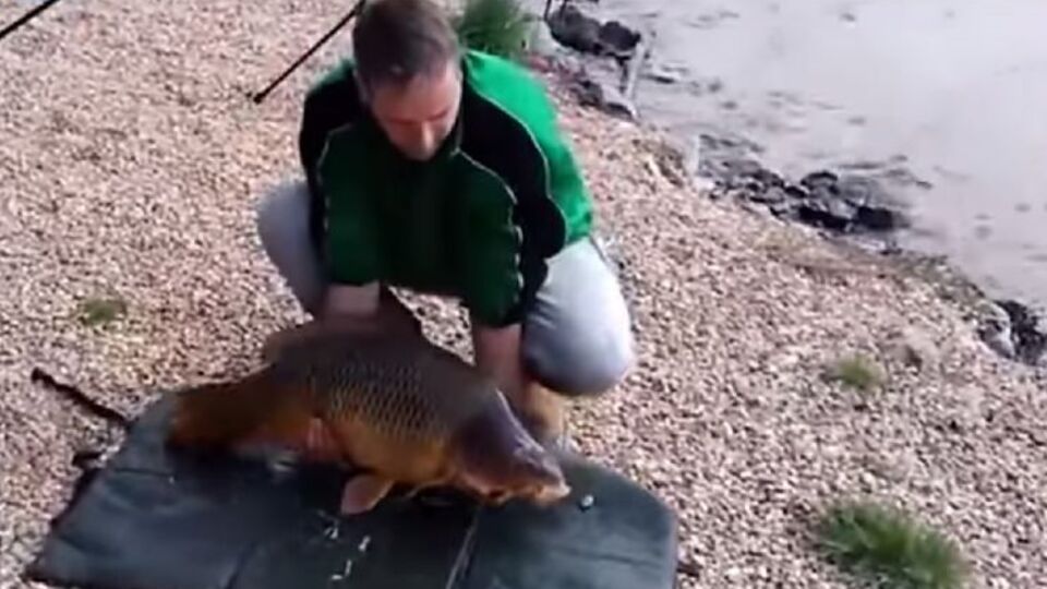 Коропу вдалося врятуватися завдяки близькості води