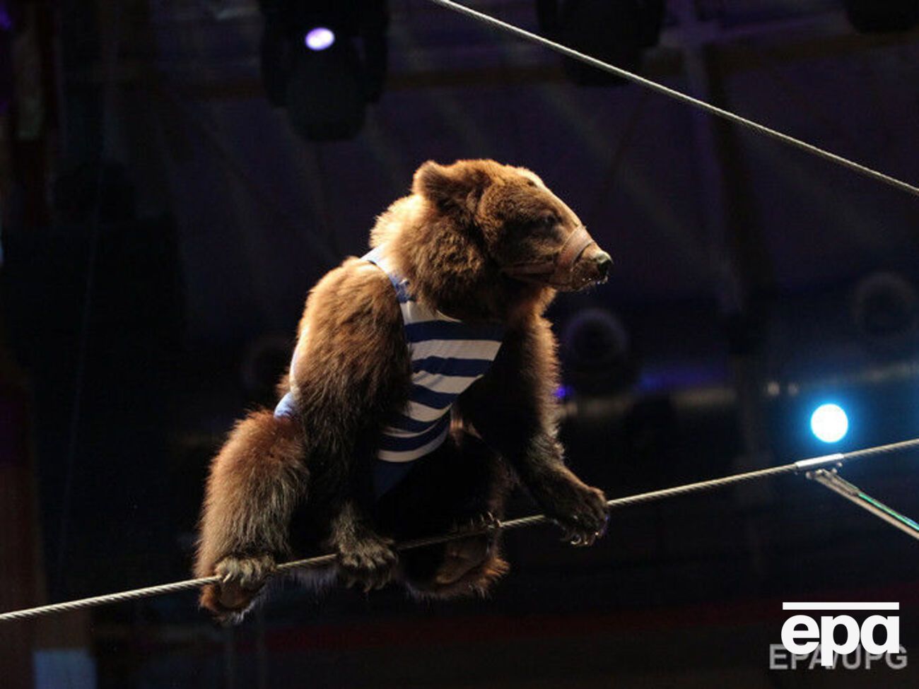 Циркового медведя покатали по Сыктывкару