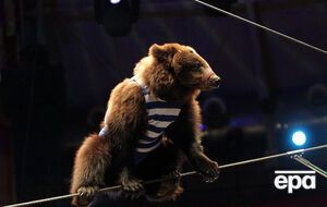 Циркового медведя покатали по Сыктывкару