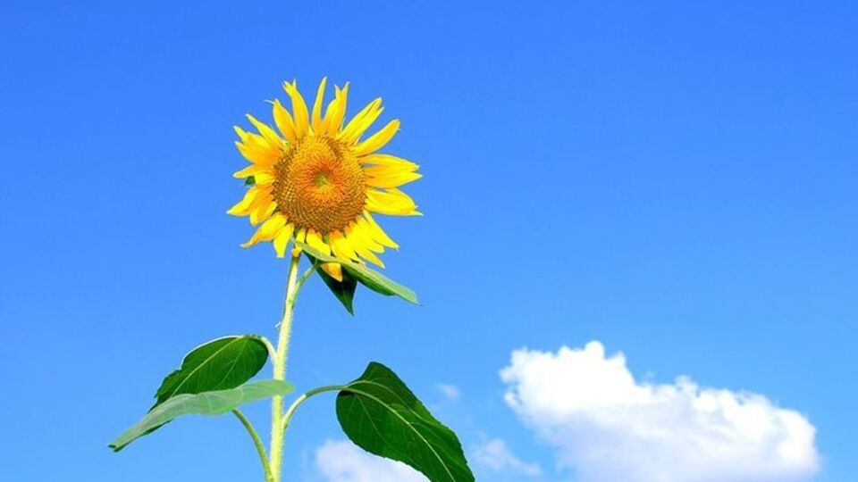 Жара в Киев пришла раньше, чем в 2016 году