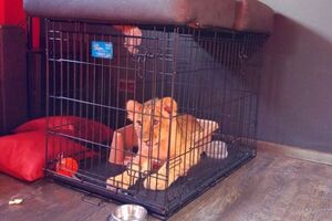 У Москві в кальянній виявили самця лева віком приблизно 3–4 місяці