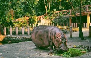 Берта была символом зоопарка Манилы