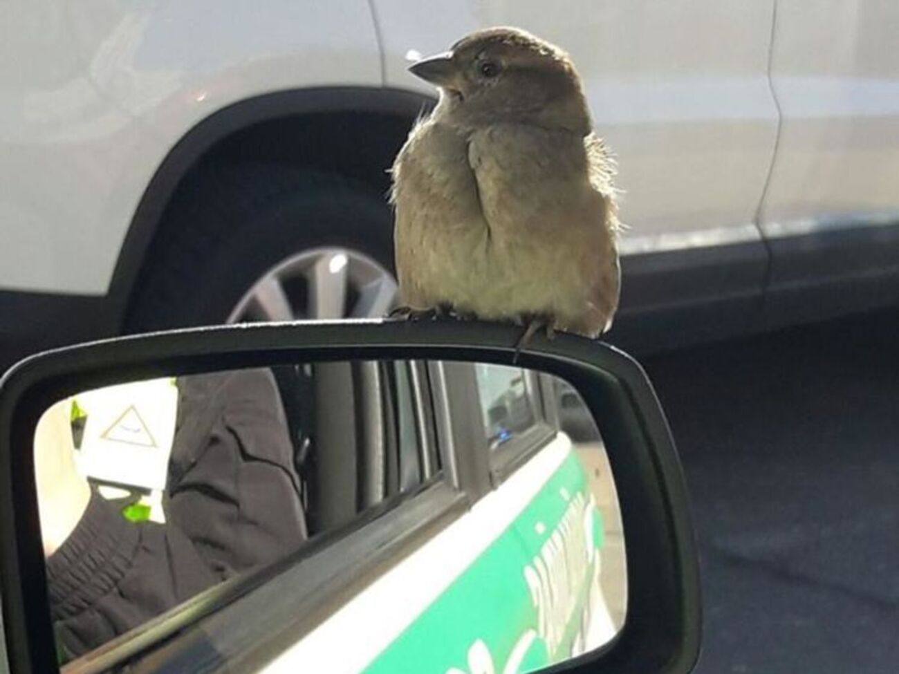 В Латвии появился пернатый полицейский