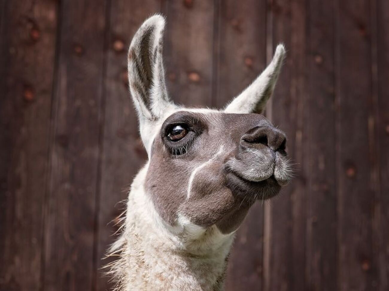 Ламы не боятся выстрелов и выносливы в условиях жаркого климата