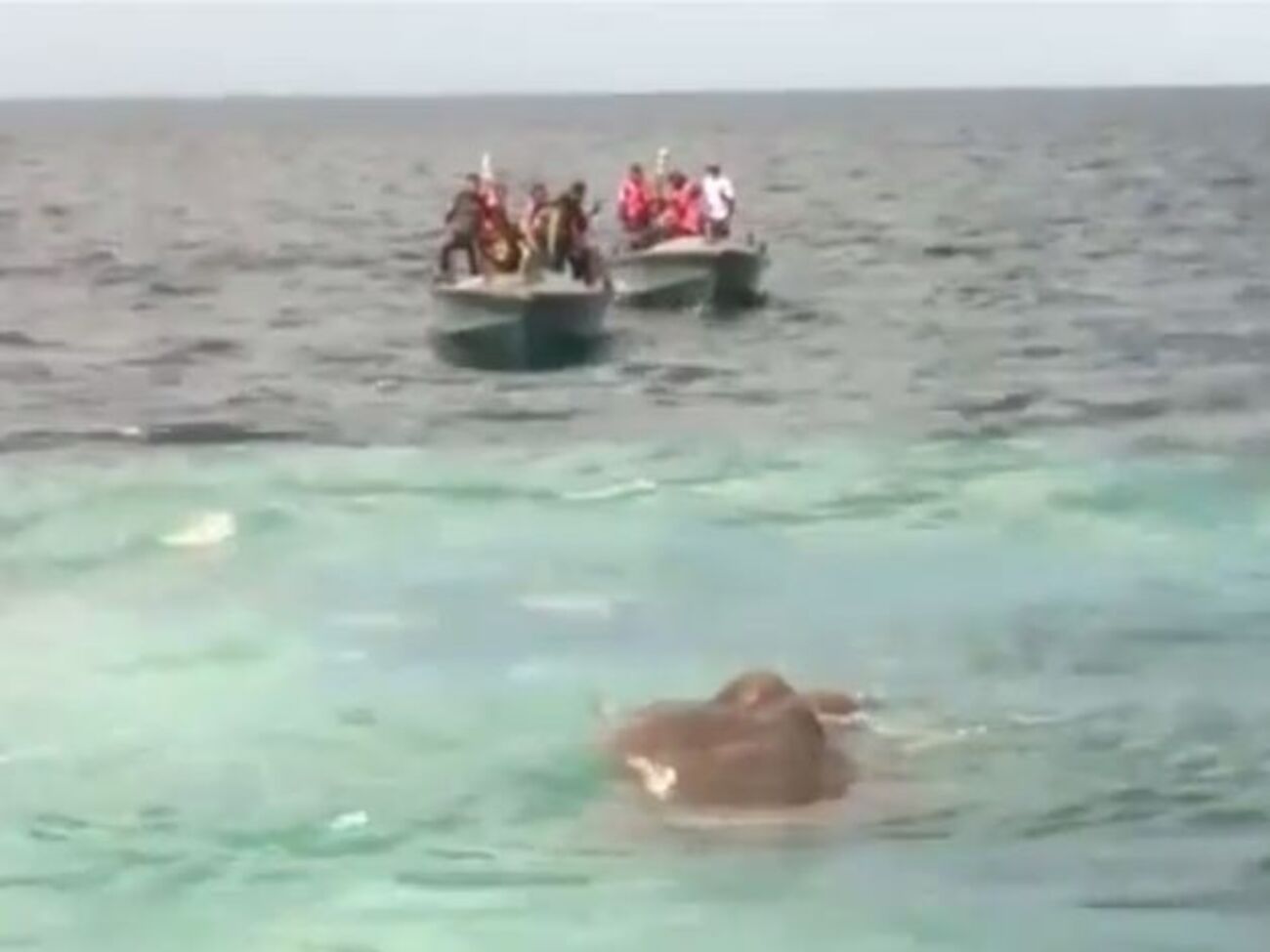 Слона відбуксирували до берега