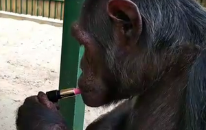 Работники зоопарка называют обезьяну "истинной леди"