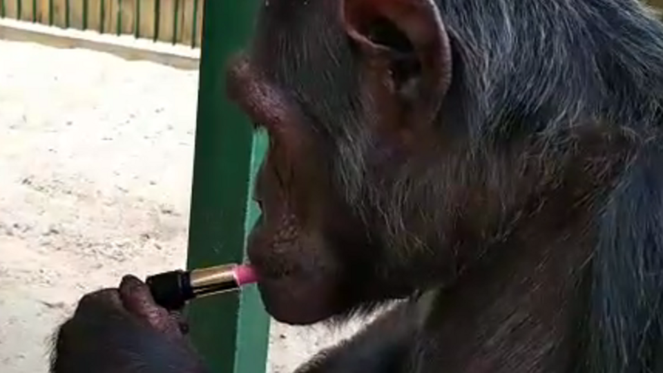 Работники зоопарка называют обезьяну "истинной леди"