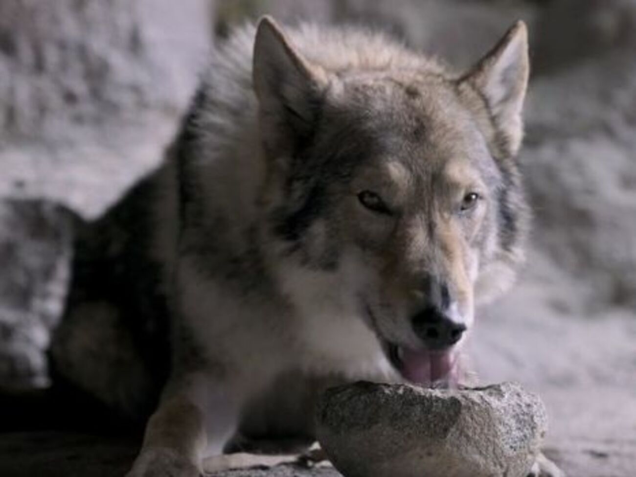 Герой фильма окажется в опасности после неудачной охоты