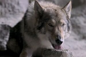 Герой фильма окажется в опасности после неудачной охоты