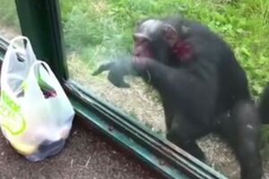 Обезьяна жестами пояснила, чего именно хочет