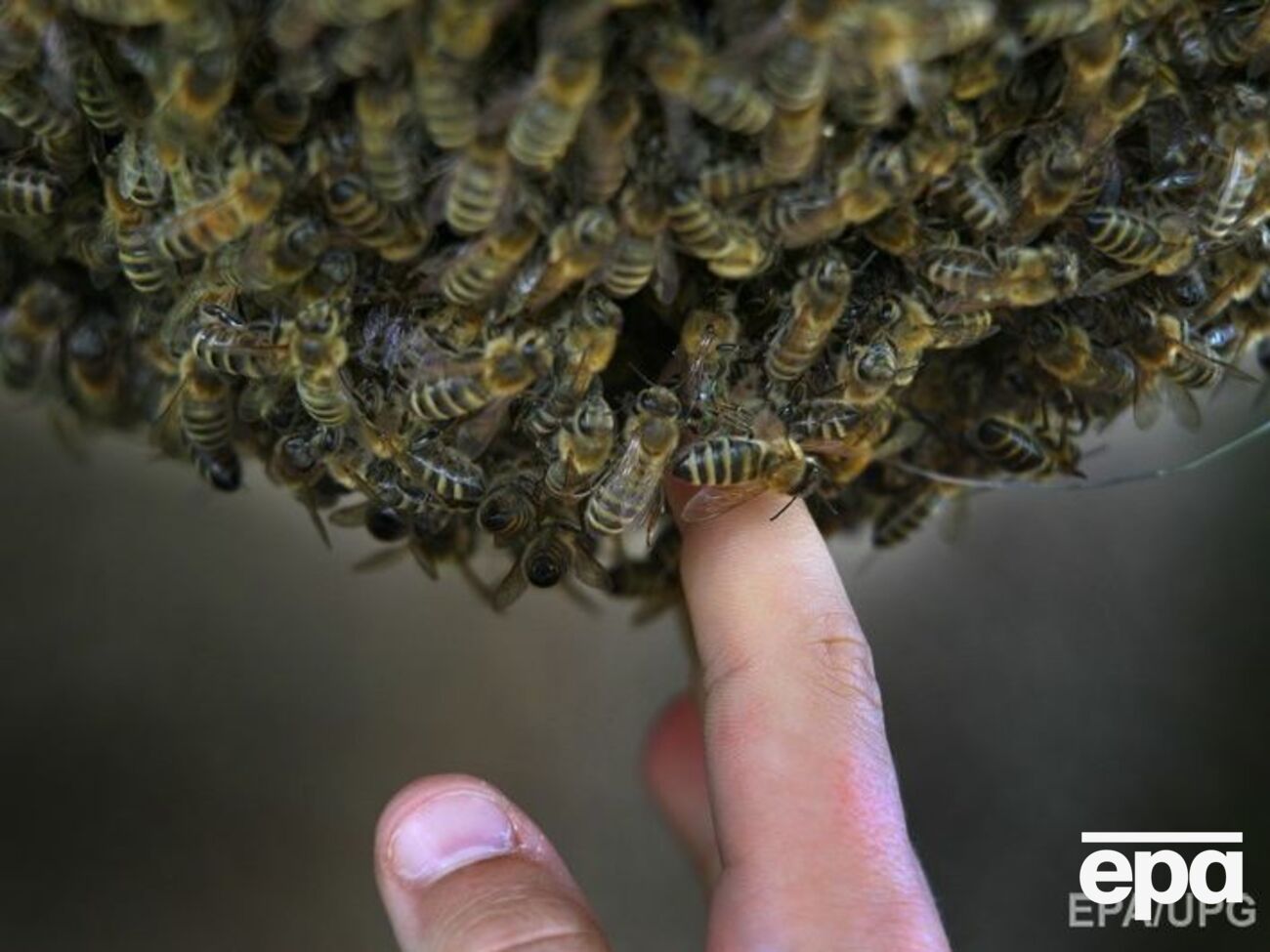 Пчелы создают многотысячные рои