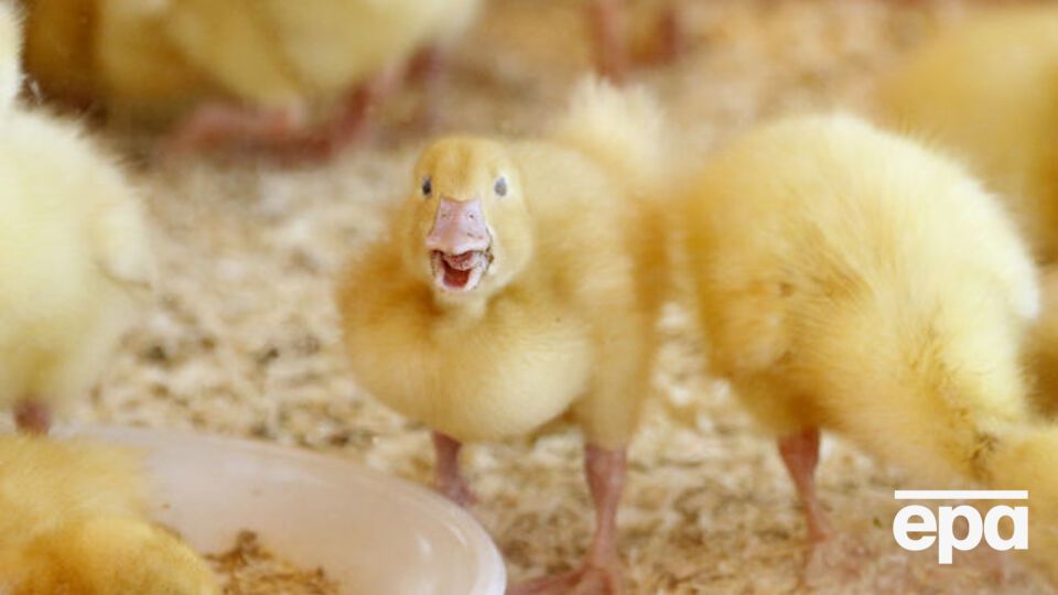 Домогосподарства уздовж лінії розмежування на Донбасі отримають 30 курчат, або 25 каченят, або 25 індичат
