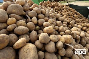 Украина экспортировала картофеля на сумму $2,3 млн