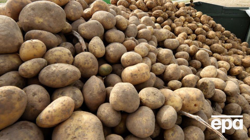 Украина экспортировала картофеля на сумму $2,3 млн