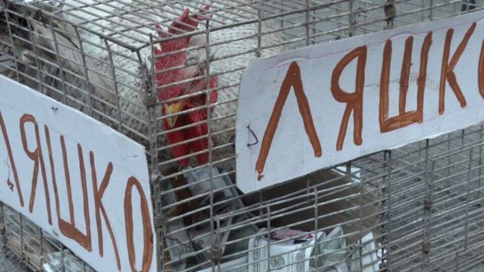 До Печерського суду сьогодні принесли живого півня