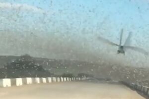 Нашествие саранчи сняли из окна автомобиля