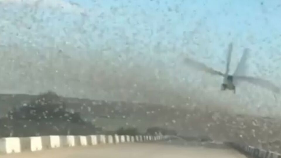 Нашествие саранчи сняли из окна автомобиля